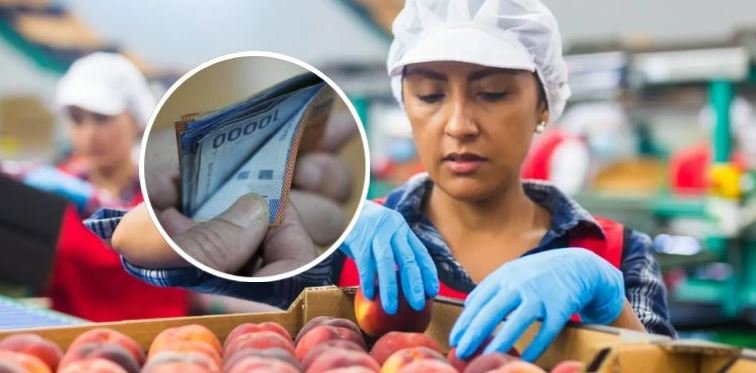 Subsidio Unificado al Empleo (SUE)